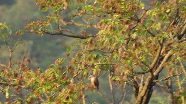 Malabar Starling - ML283431701