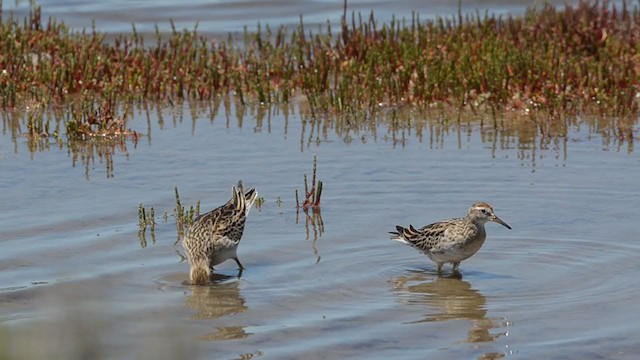 Sharp-tailed Sandpiper - ML283432171