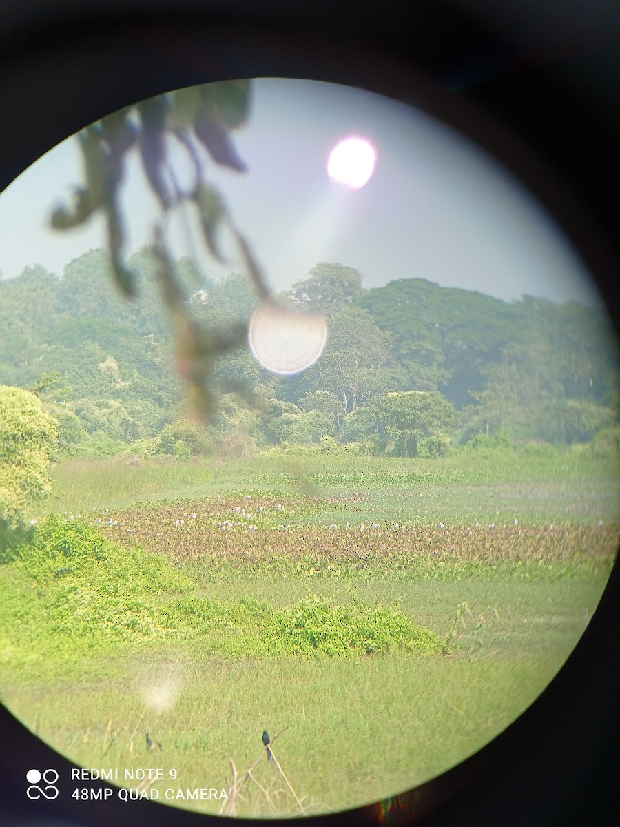 Lesser Whistling-Duck - ML283432251