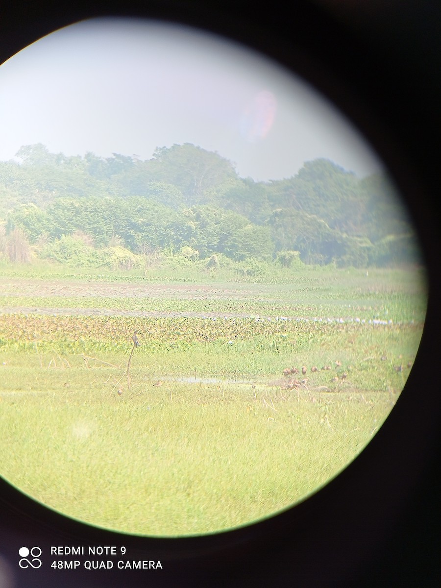 Lesser Whistling-Duck - ML283432291