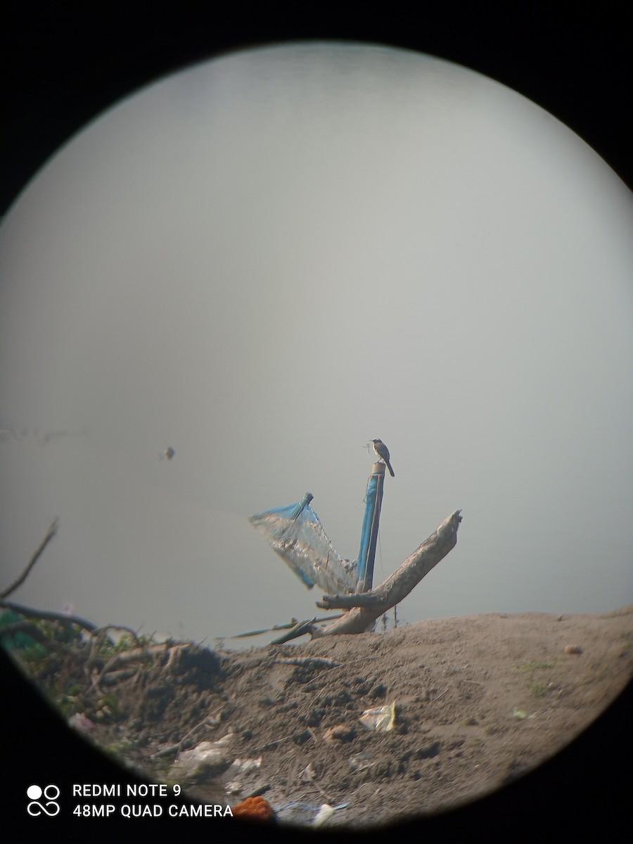 White-browed Wagtail - ML283432421