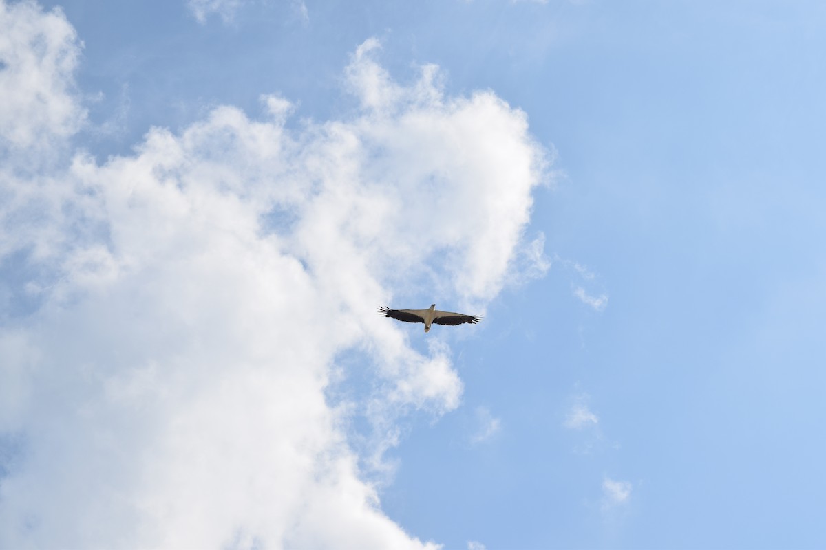 White-bellied Sea-Eagle - ML283432871