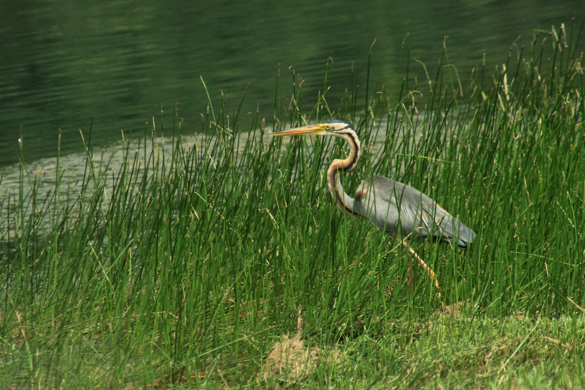 Purple Heron - ML283434381