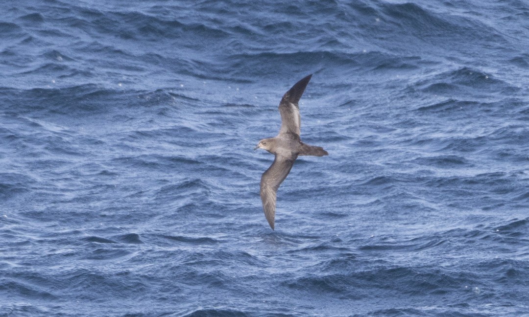 Murphy's Petrel - ML28343521