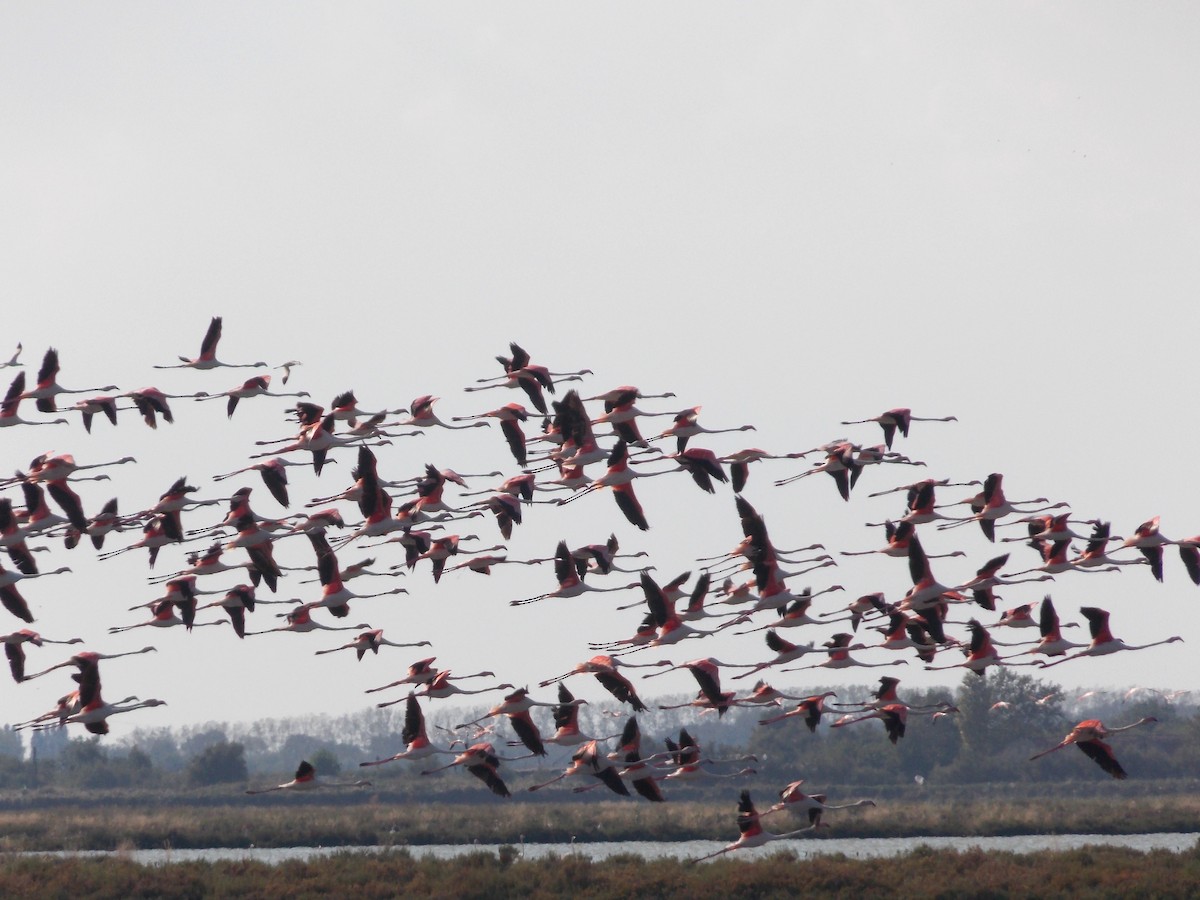 Greater Flamingo - ML283436211