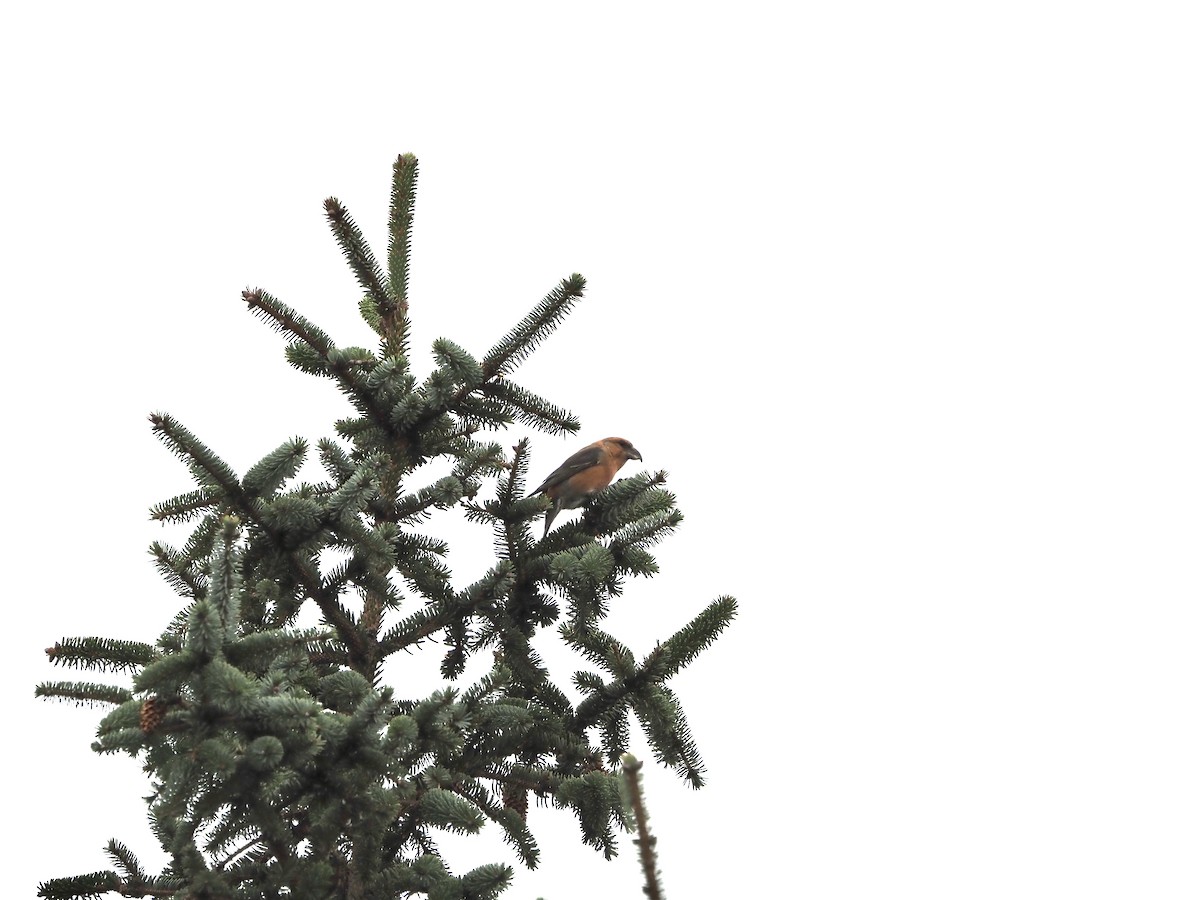 Red Crossbill - ML283437481