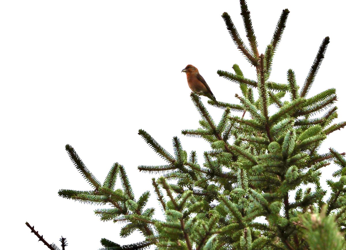 Bec-croisé des sapins - ML283437521