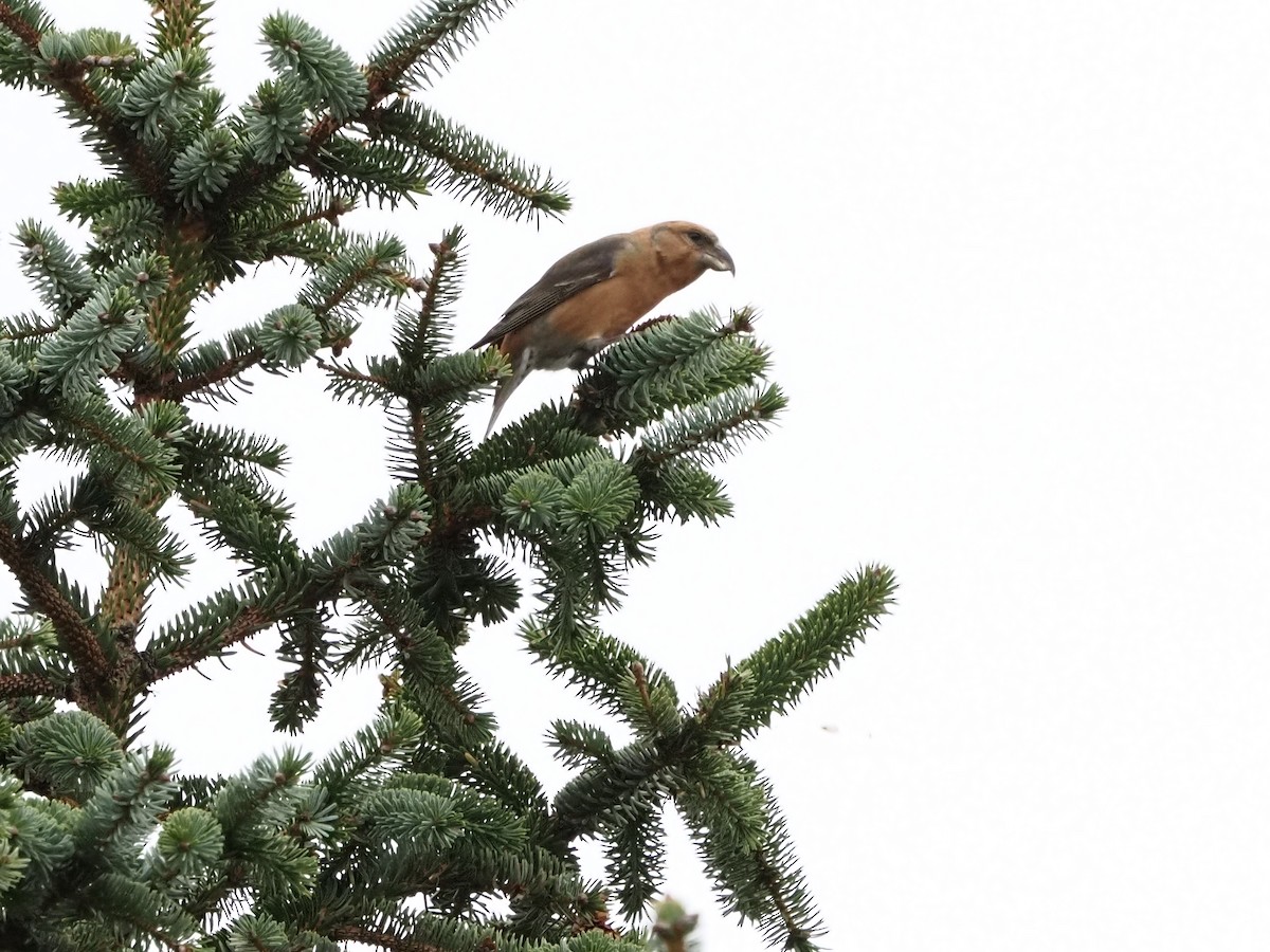 Bec-croisé des sapins - ML283437561