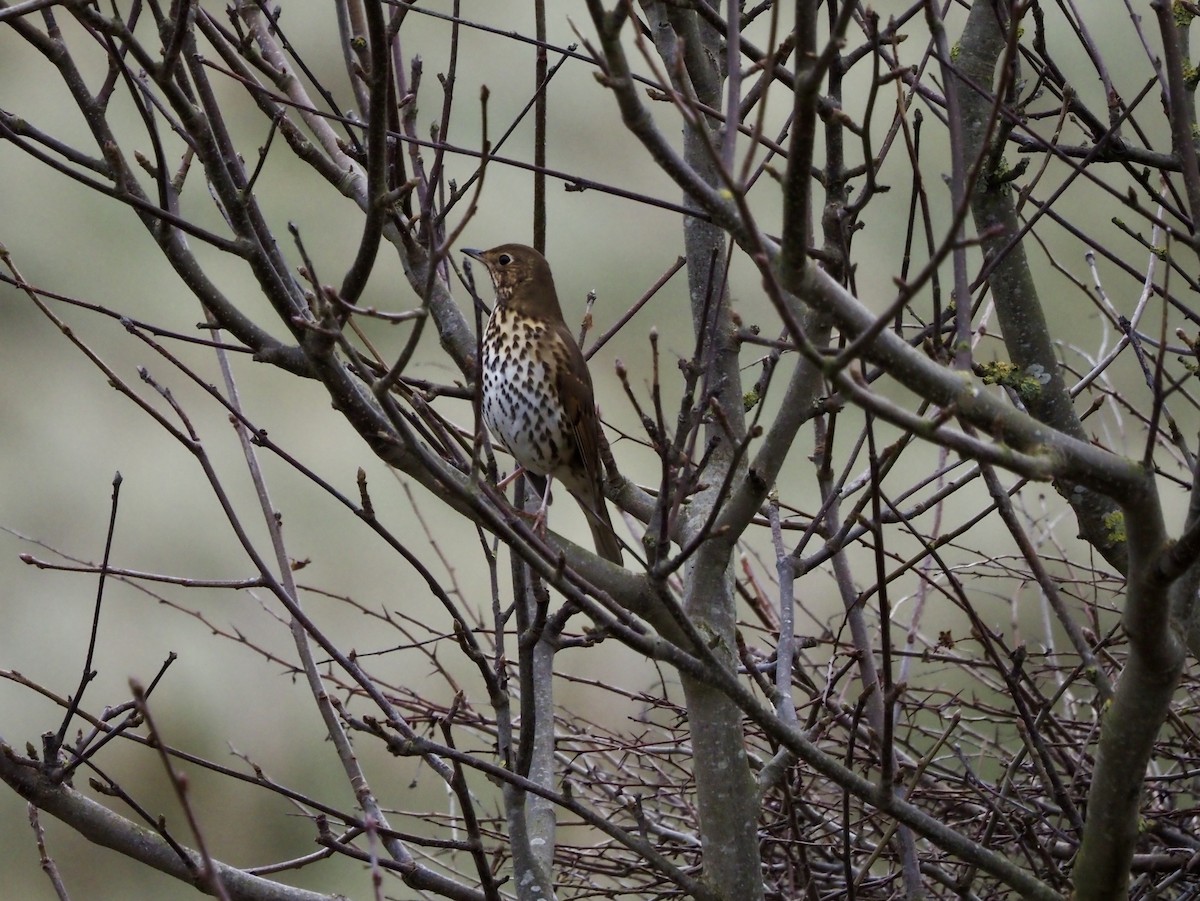 Song Thrush - ML283437601