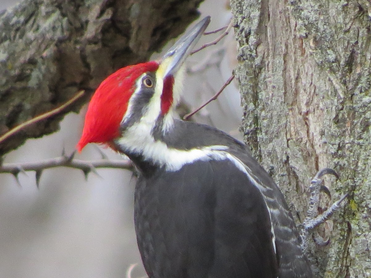 Pileated Woodpecker - ML283437861