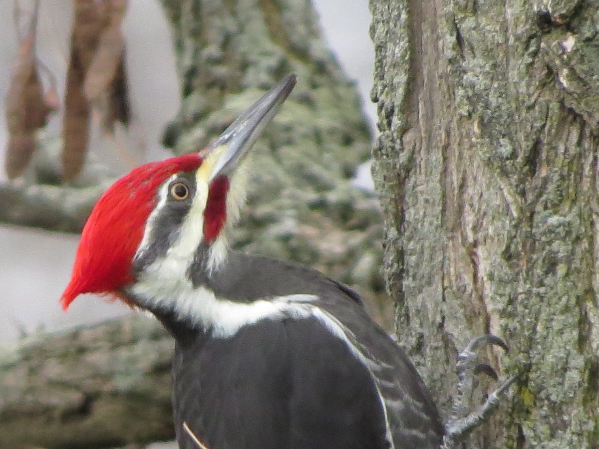 Pileated Woodpecker - Mayte Torres