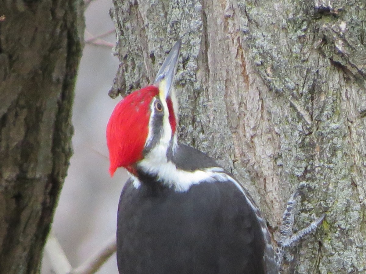 Pileated Woodpecker - ML283437881