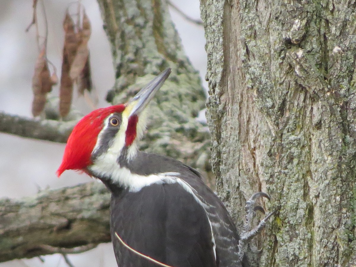 Pileated Woodpecker - ML283437931