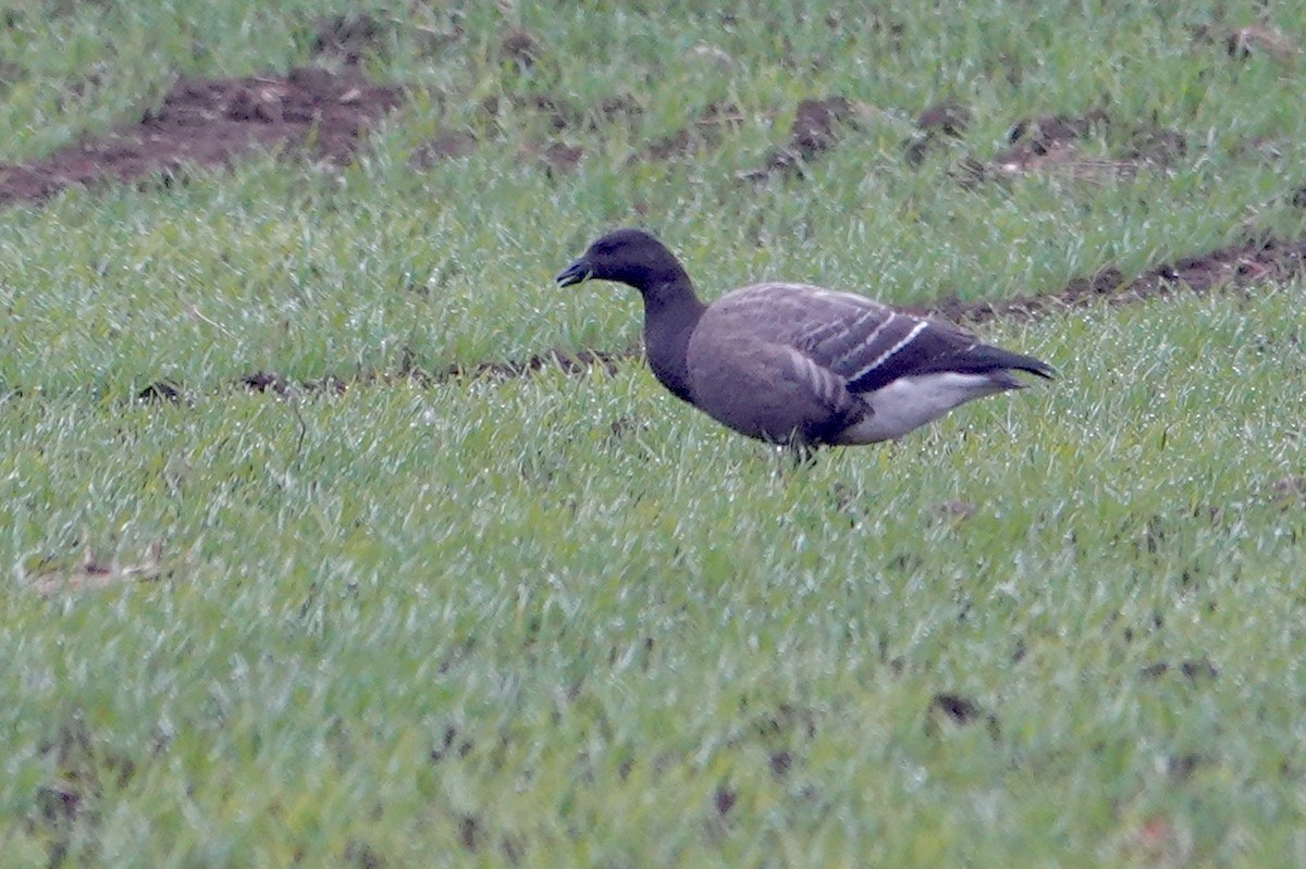 Barnacla Carinegra - ML283438001