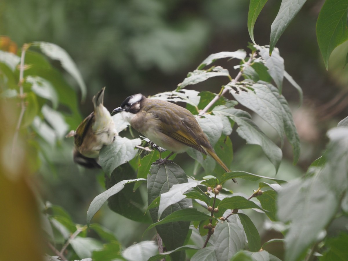 Light-vented Bulbul - ML283438211