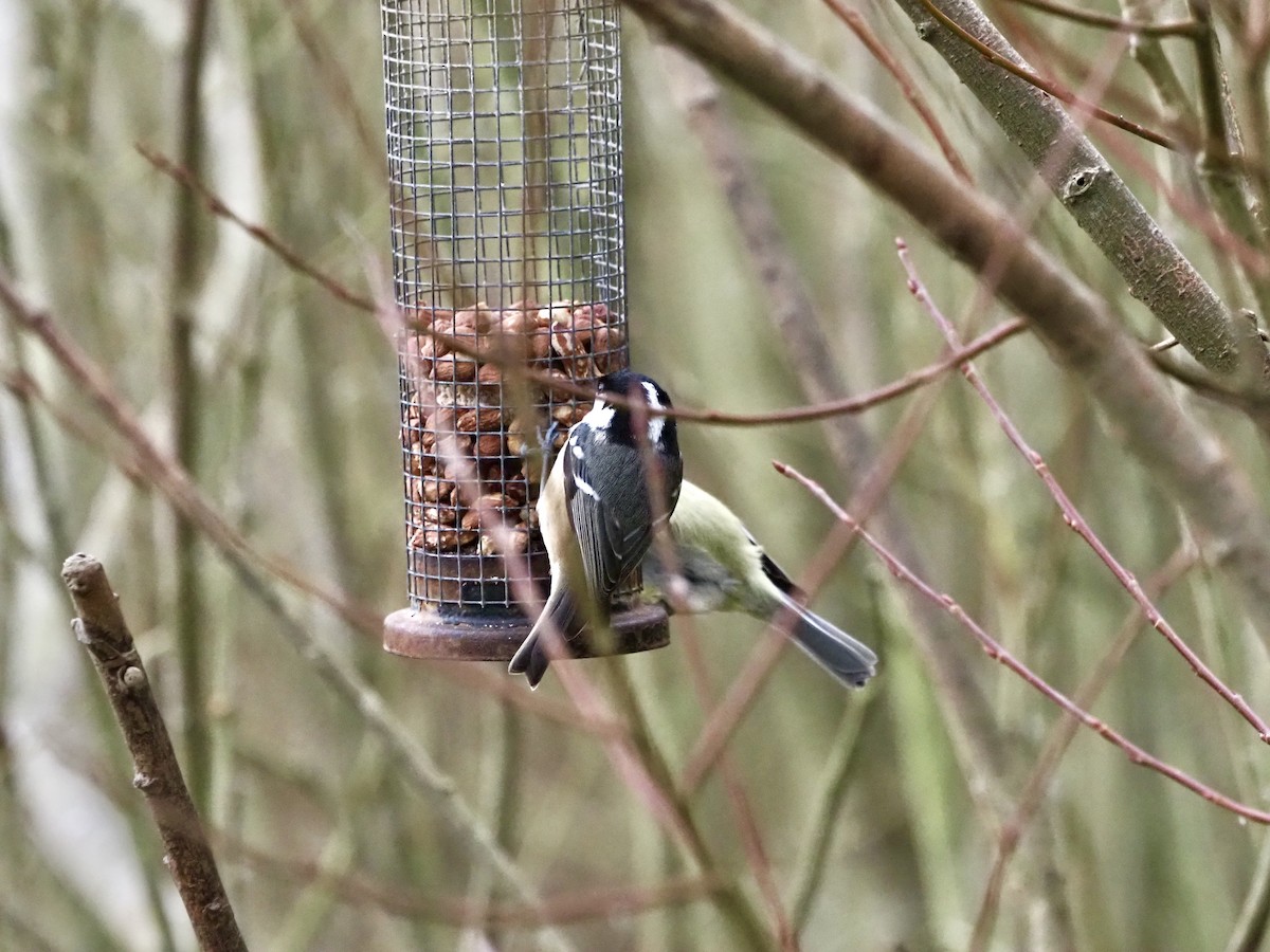 Coal Tit - ML283438451