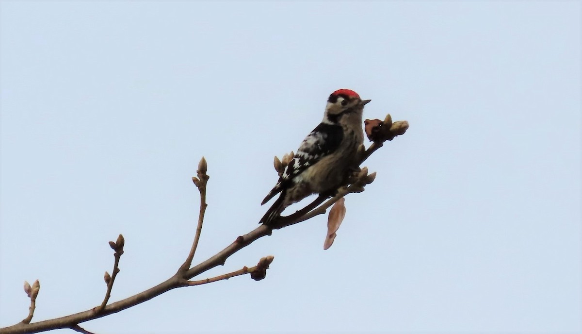 Lesser Spotted Woodpecker - ML283438531