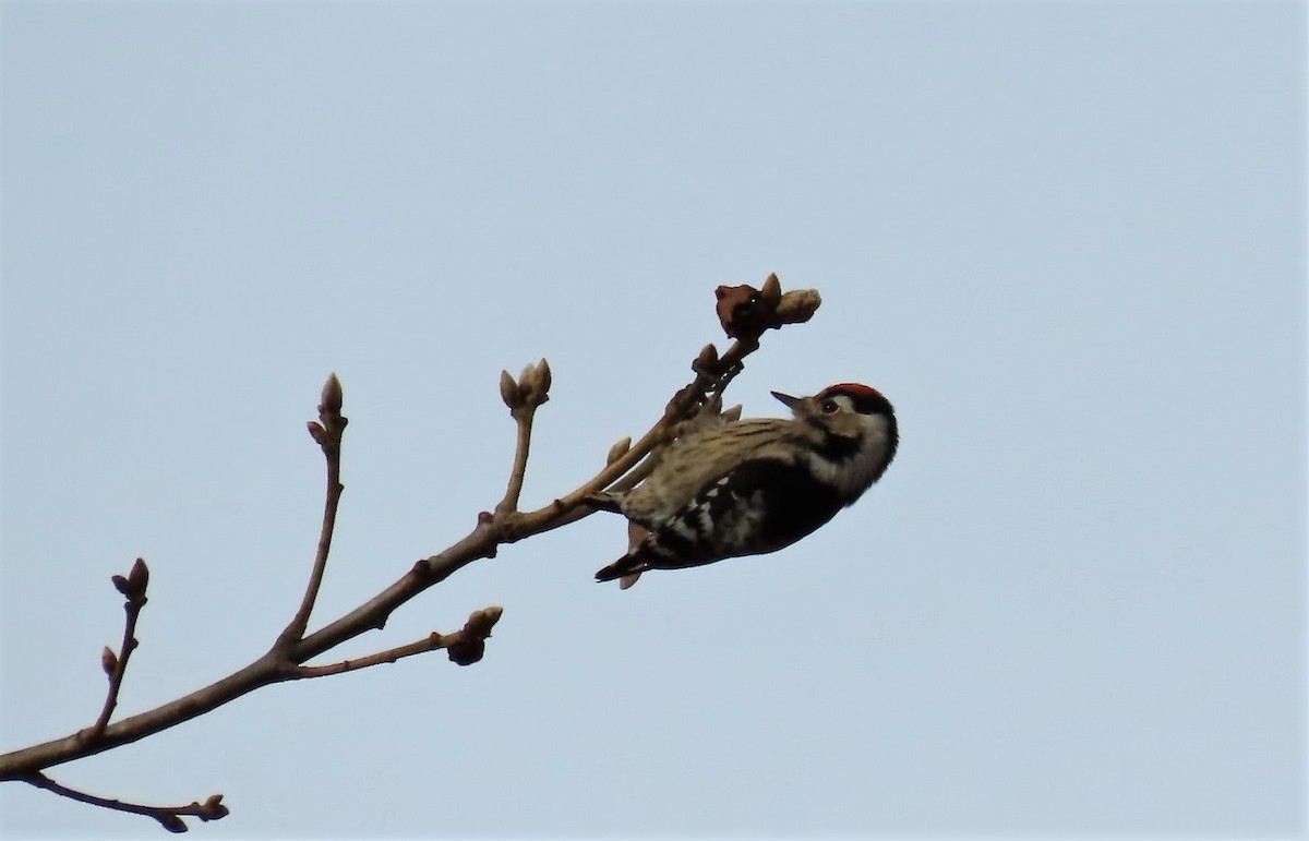 Lesser Spotted Woodpecker - ML283438541