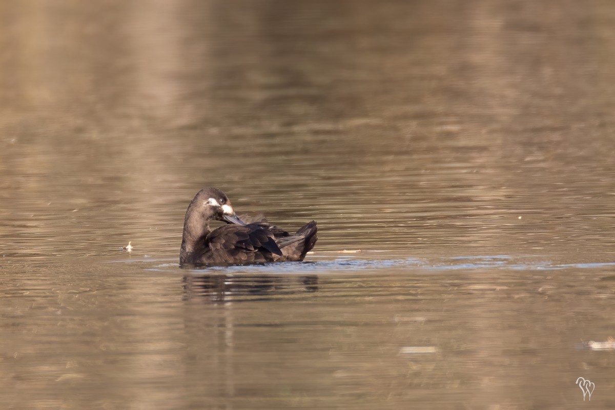 Velvet Scoter - ML283438591