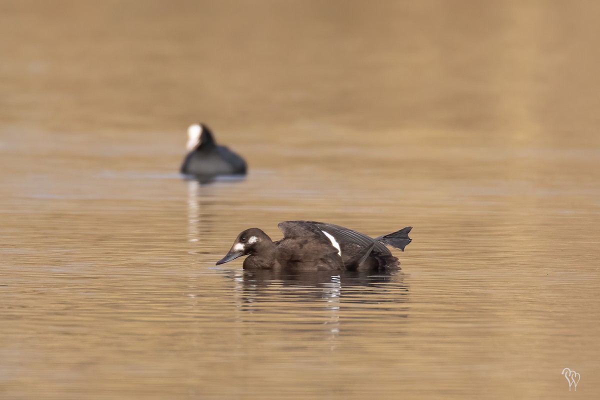 Velvet Scoter - ML283438621