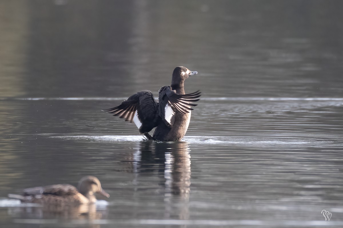 Velvet Scoter - ML283438691