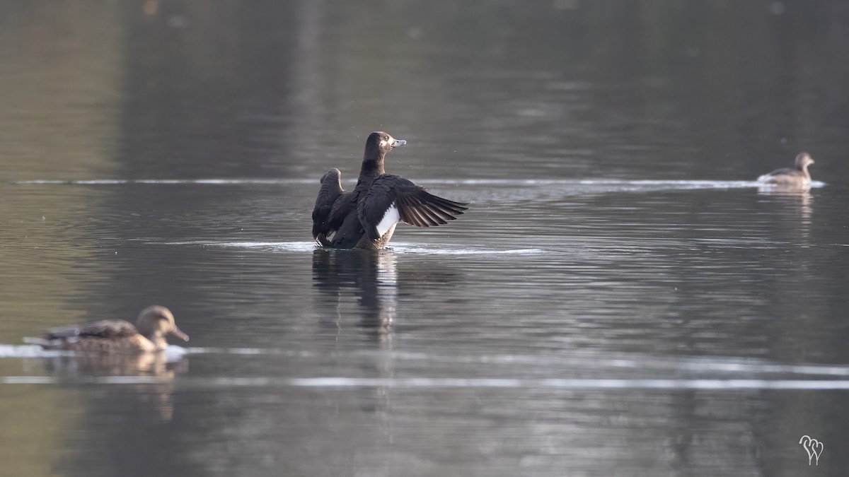 Velvet Scoter - ML283438711