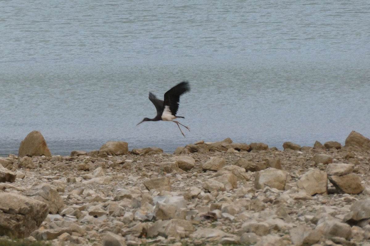 Black Stork - ML283439161