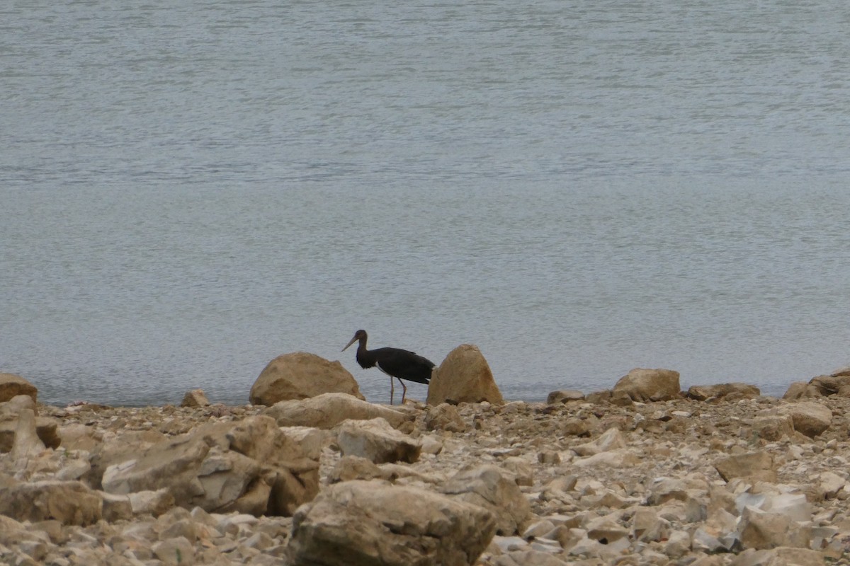 Black Stork - ML283439171