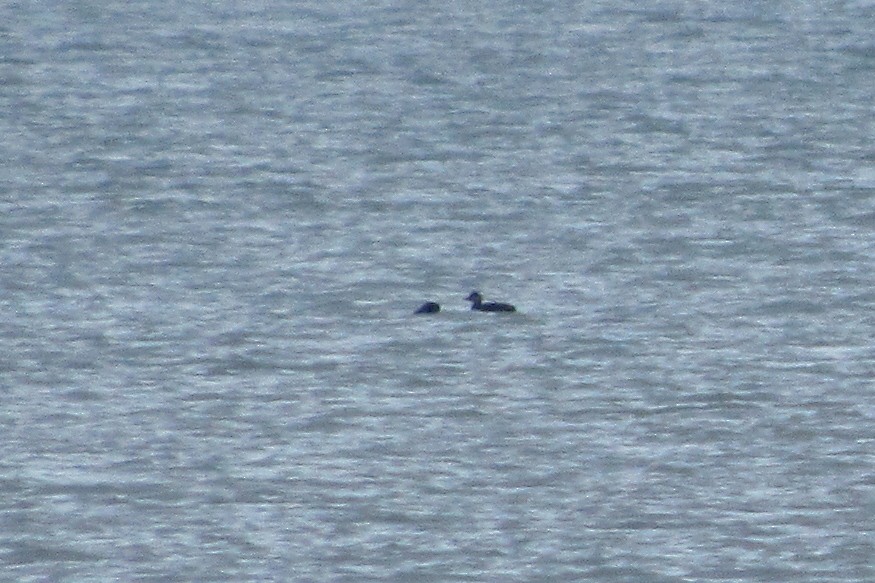 Common Scoter - ML283440351