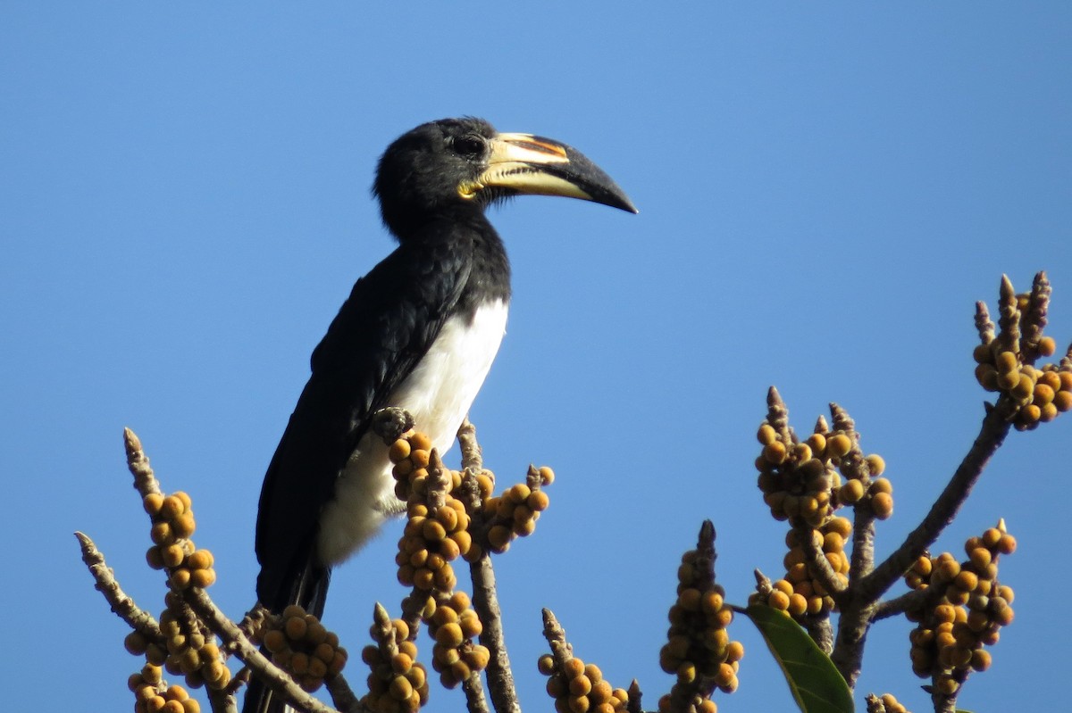 West African Pied Hornbill - Leszek Noga