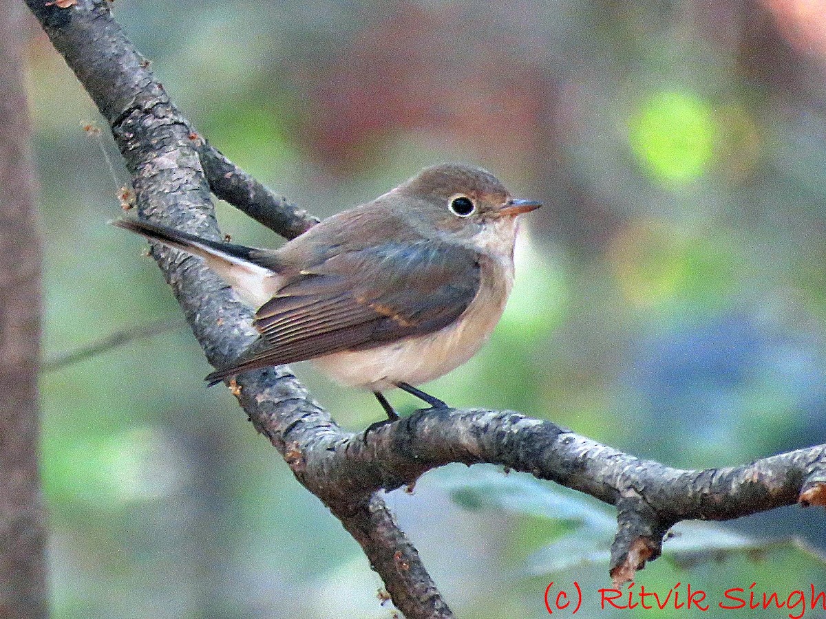 Red-breasted Flycatcher - ML283440991