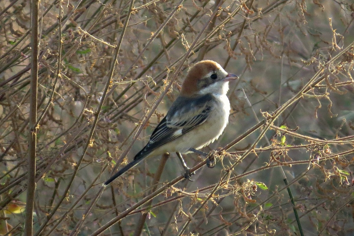 Pie-grièche à tête rousse - ML283441011