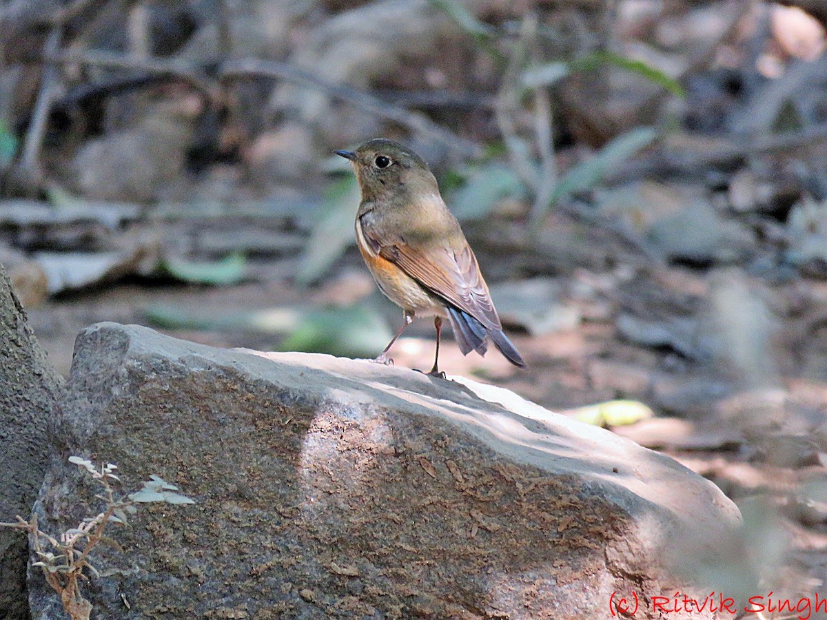 Red-flanked/Himalayan Bluetail - ML283441021