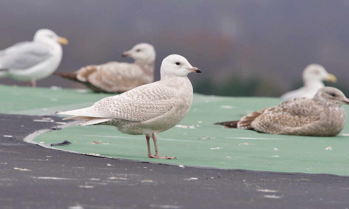 Iceland Gull (glaucoides) - Jon Cefus