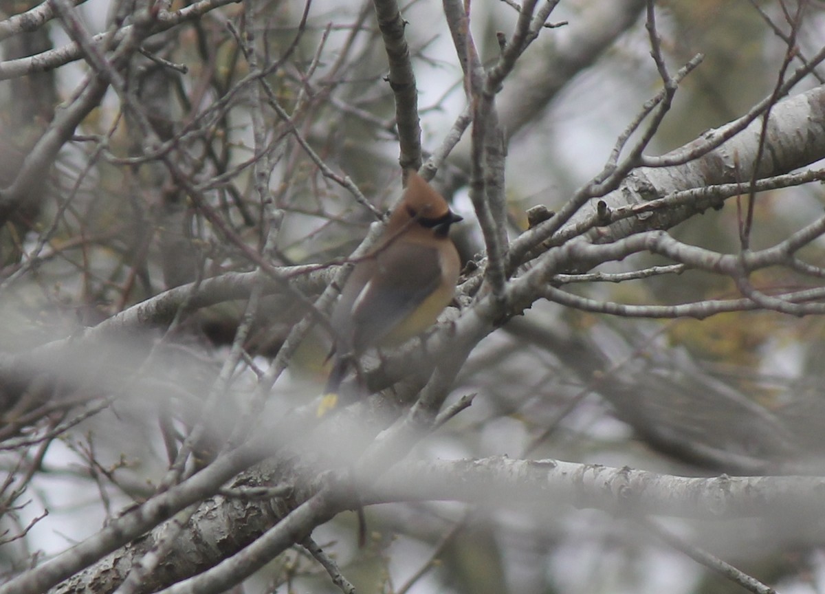 Cedar Waxwing - ML28344271