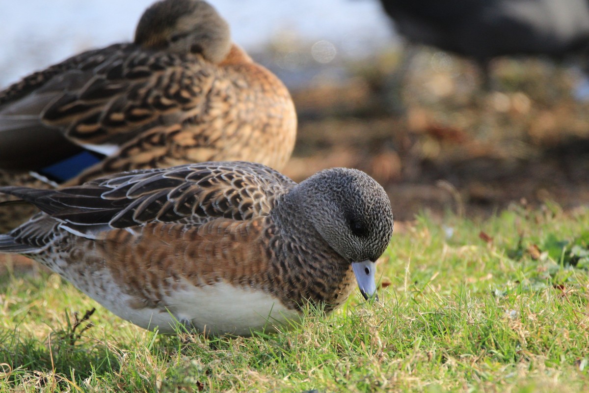 American Wigeon - Jera Piper