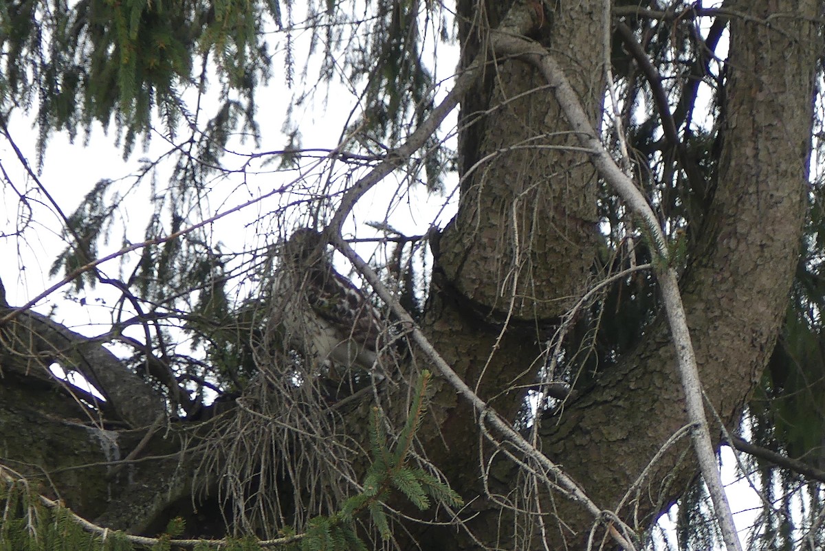 Red-shouldered Hawk - ML283443681