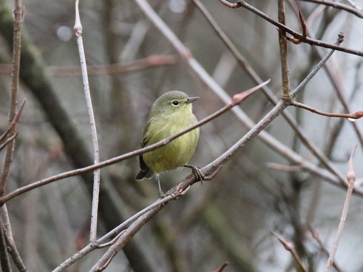 Orange-crowned Warbler - Brad Carlson