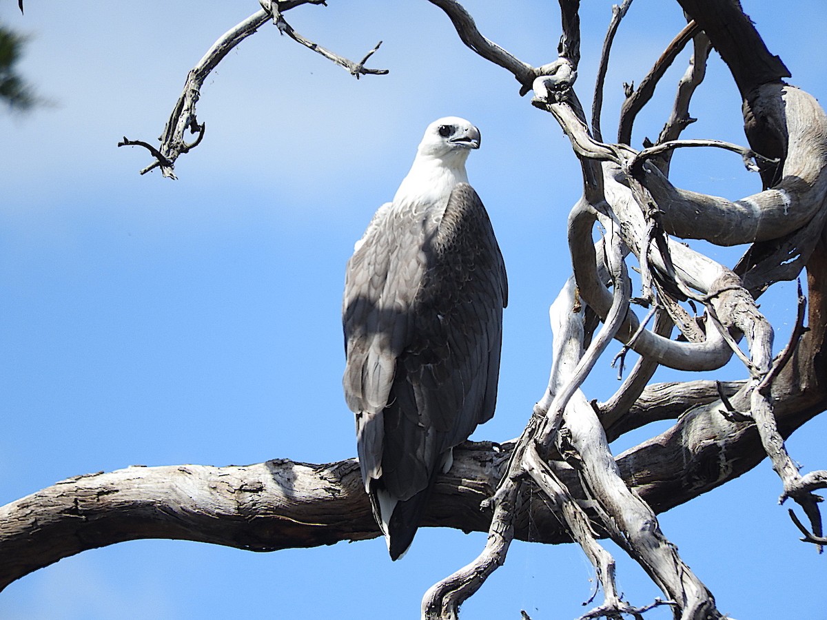 White-bellied Sea-Eagle - ML283444311