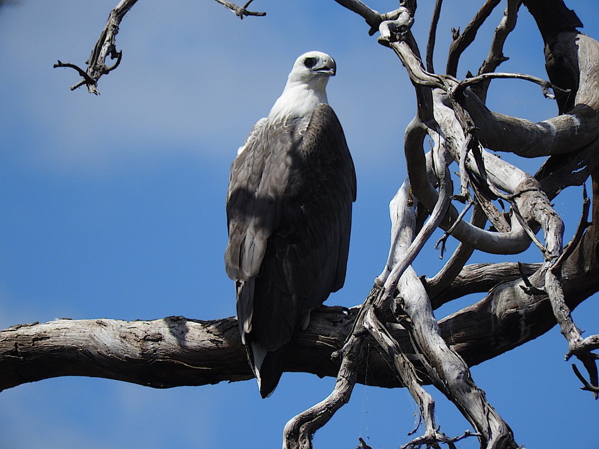 White-bellied Sea-Eagle - ML283444371