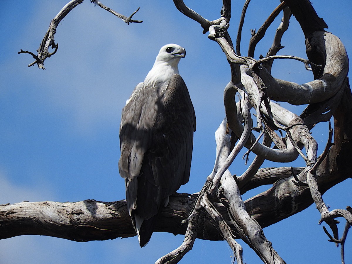 White-bellied Sea-Eagle - ML283444461