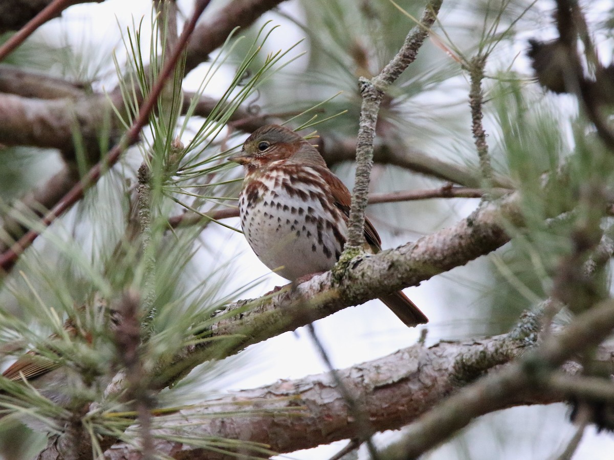 Fox Sparrow (Red) - Brad Carlson