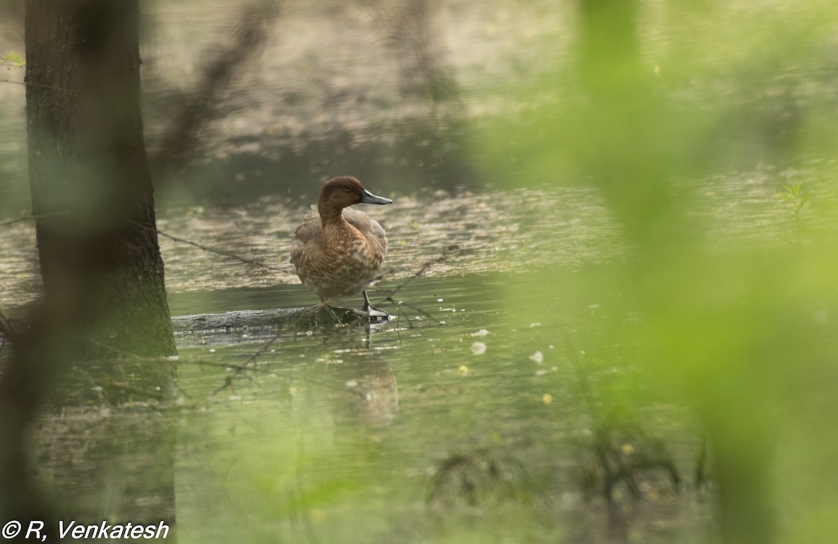 Eurasian Wigeon - ML283444961