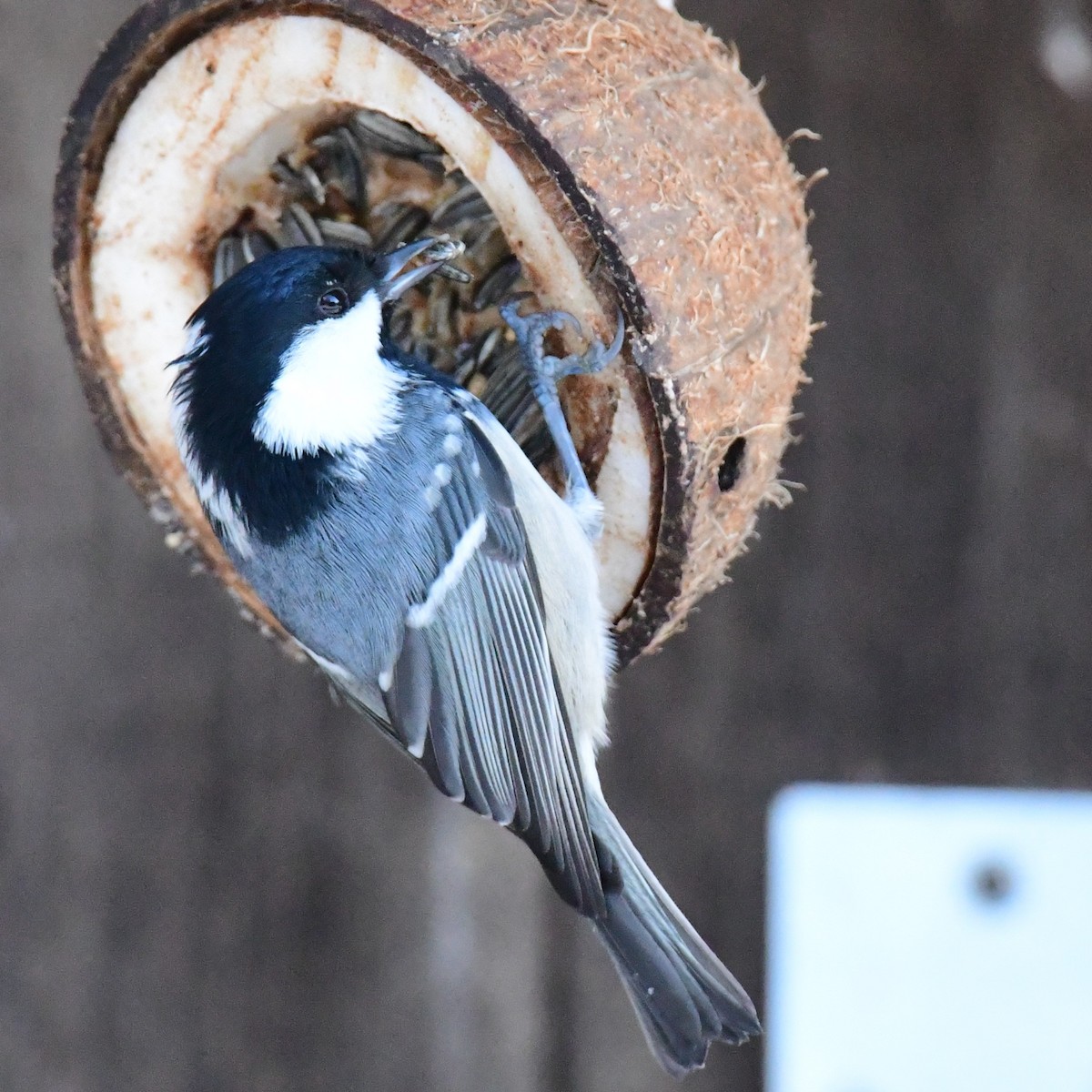 Coal Tit - Ann Saetnan