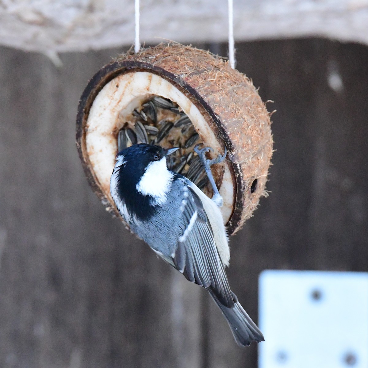 Coal Tit - ML283445061