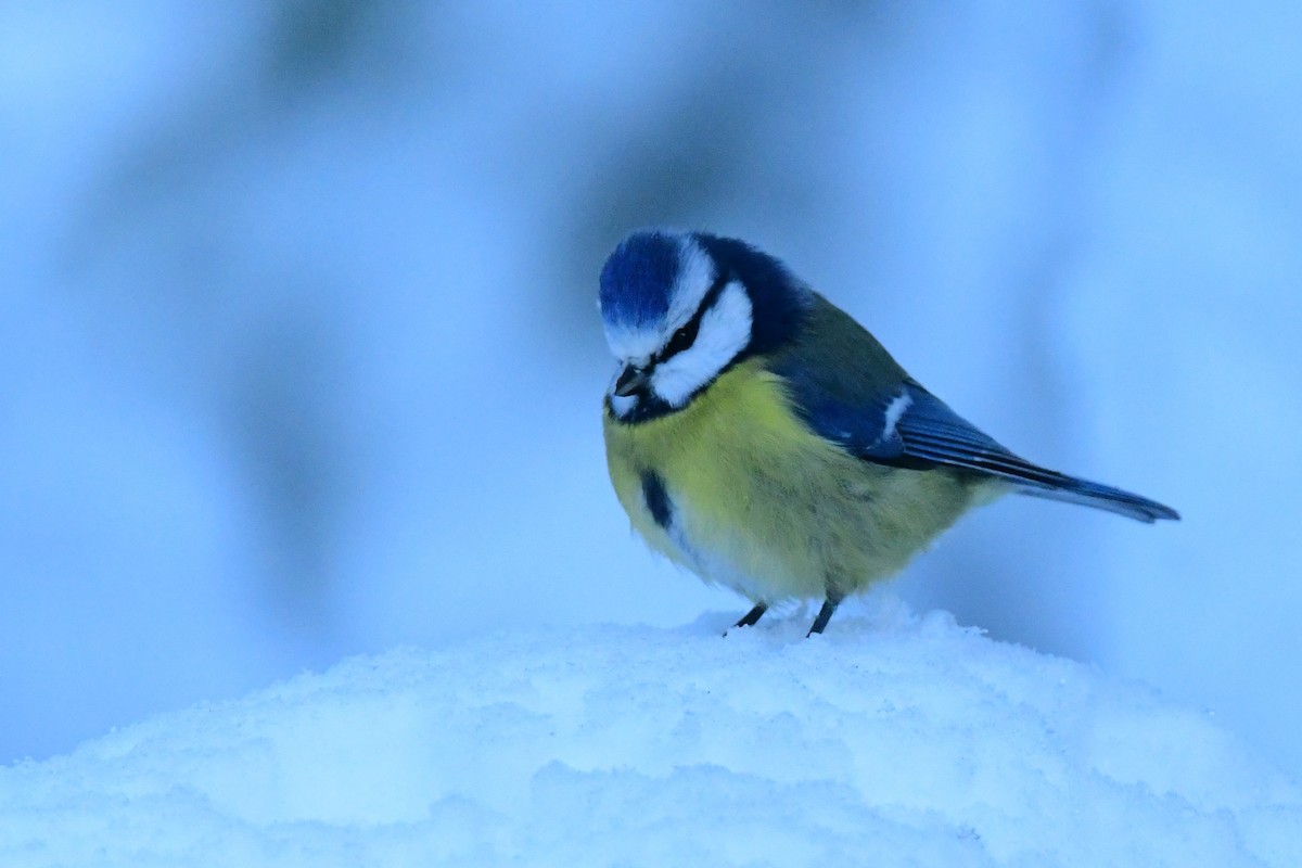 Eurasian Blue Tit - ML283445241