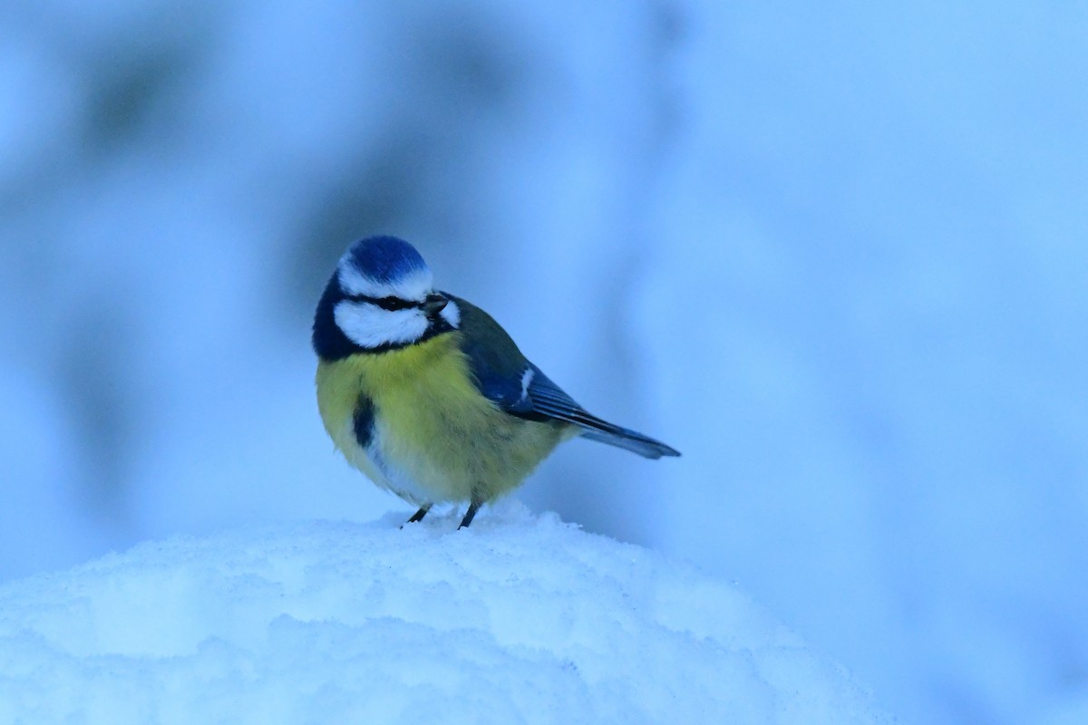 Eurasian Blue Tit - ML283445271