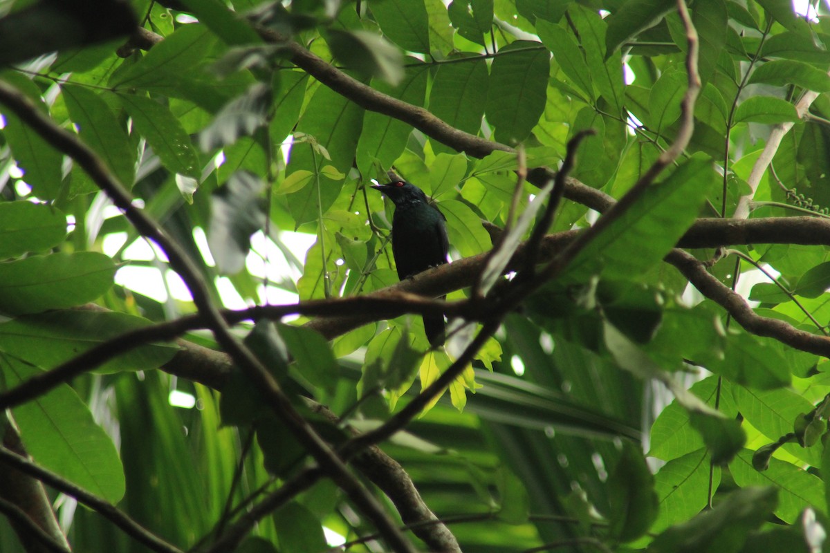 Asian Glossy Starling - ML283446611