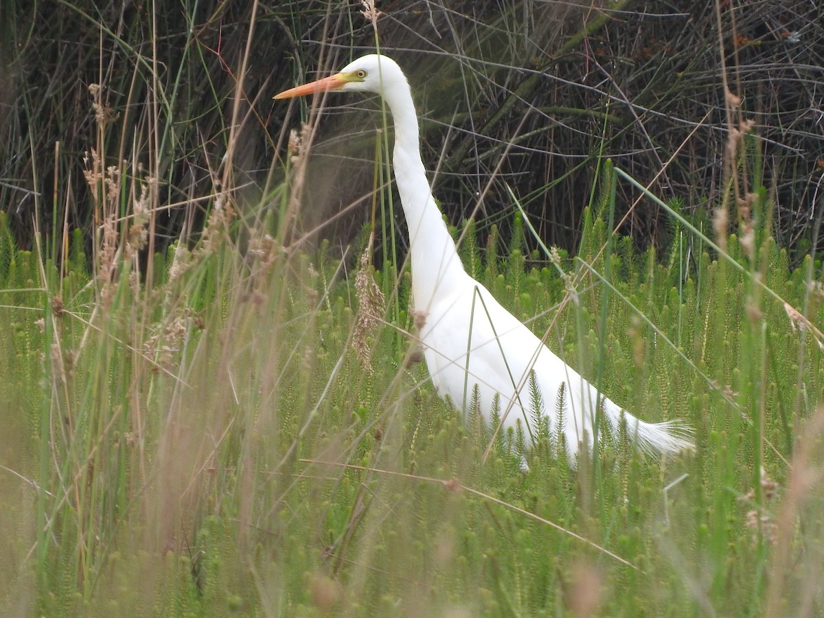 Plumed Egret - ML283448691