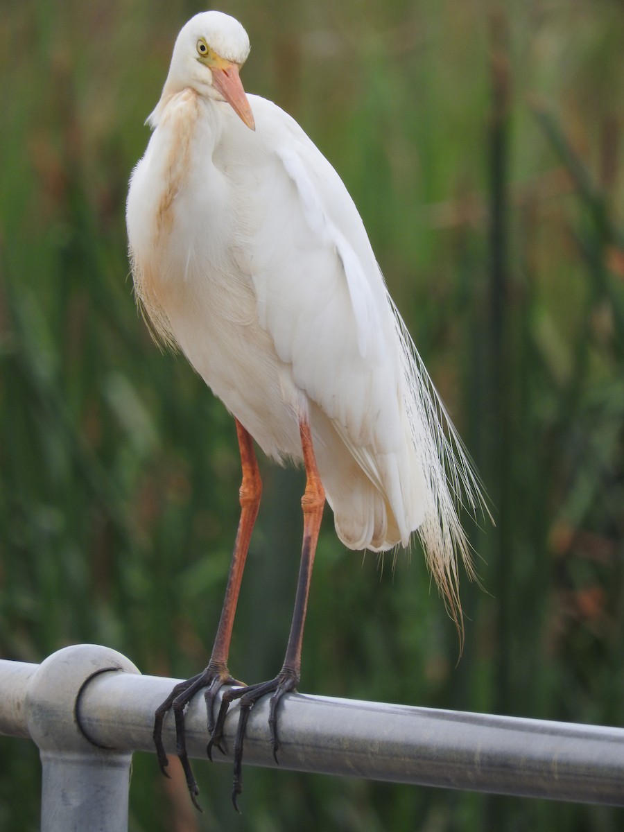 Plumed Egret - ML283448701